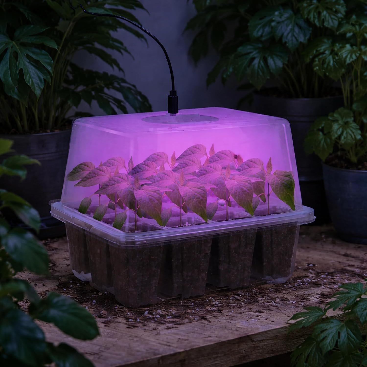Bonviee Seed Starter Trays with 12-LED Grow Lights, Clear, 5 Pack - Image 8
