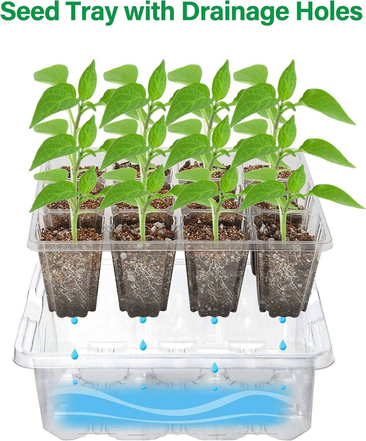 Bonviee Seed Starter Trays with 12-LED Grow Lights, Clear, 5 Pack - Image 6