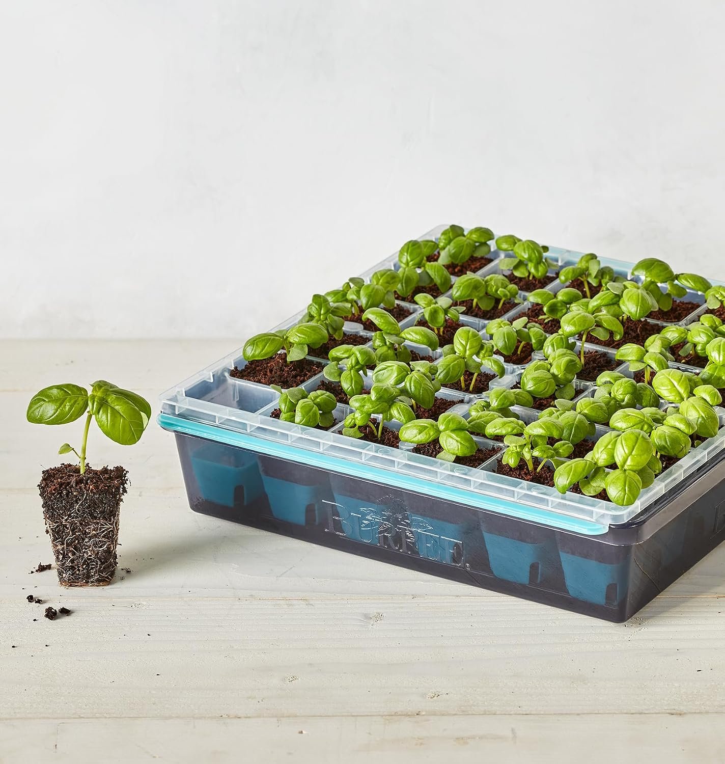 Burpee SuperSeed 36-Cell Reusable Seed Starting Tray for Indoor Seedlings - Image 6