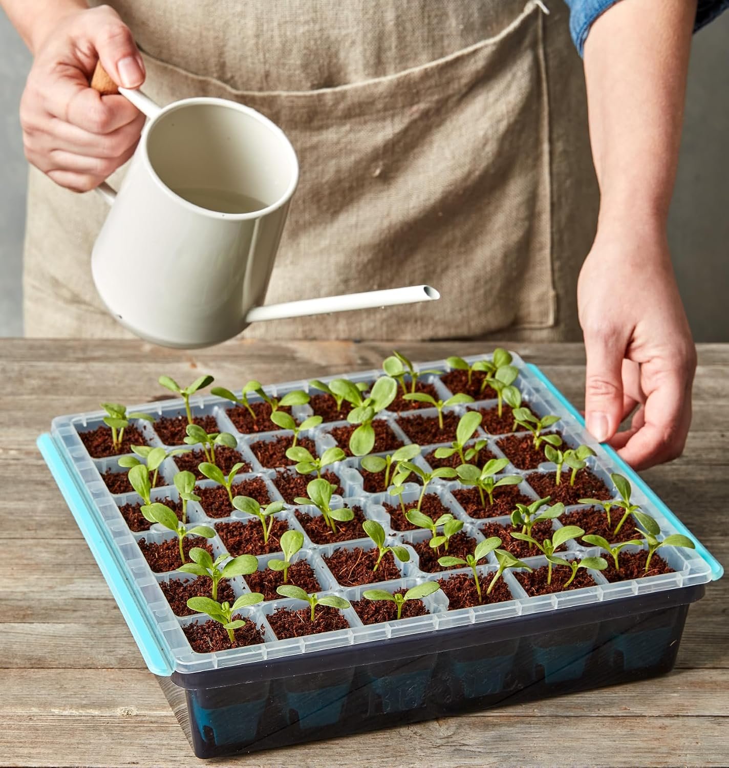 Burpee SuperSeed 36-Cell Reusable Seed Starting Tray for Indoor Seedlings - Image 10