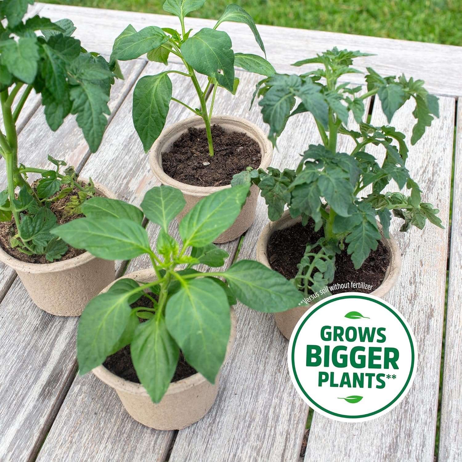 Back to the Roots 3-in-1 Seed Starting Mix 6 Quarts, 100% Organic & USA Made for Herbs, Veggies, Flowers, w/Nutrient Rich Plant Food, Worm-Castings, & Moisture Controlling Yucca Brown - Image 6