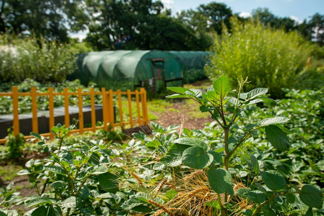Greenhouses and garden beds in a sunny field