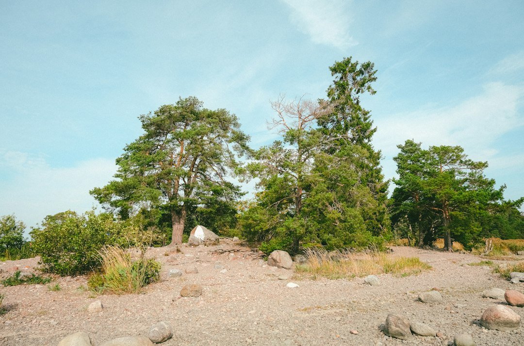 Green trees on a rocky shore under a cloudy sky